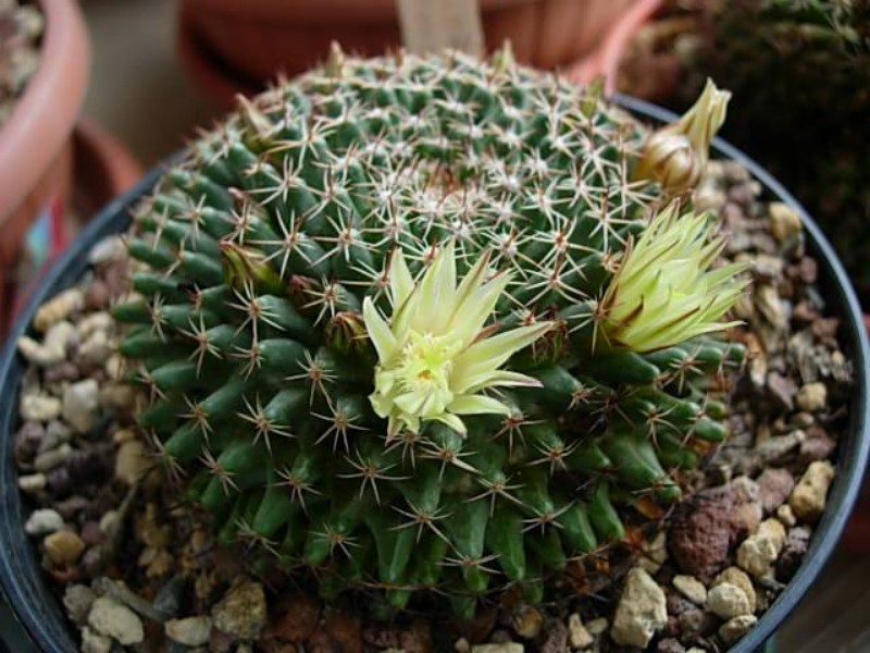 Mammillaria dawsonii 