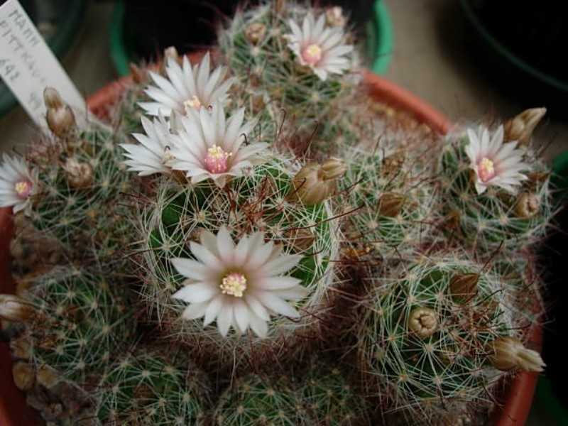 Mammillaria fittkaui 