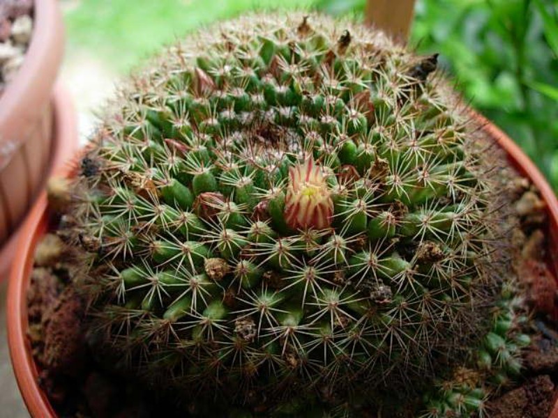 mammillaria brandegeei ssp. glareosa