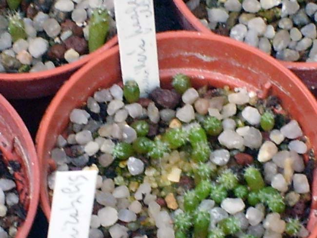 mammillaria haageana v. elegans  