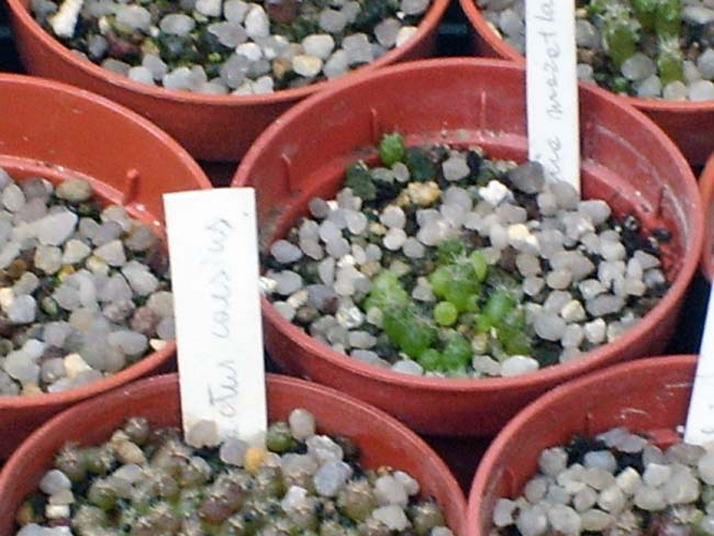 mammillaria mazatlanensis  