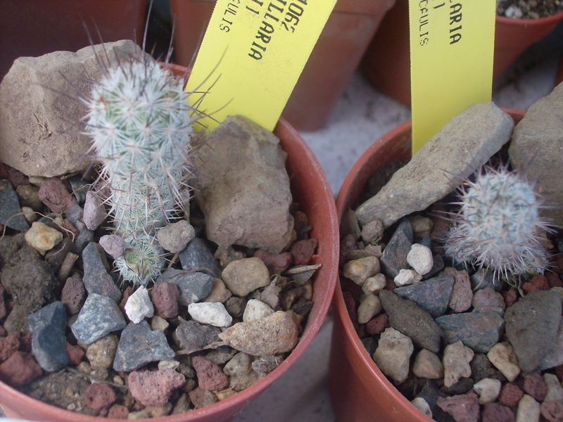 Mammillaria pottsii v. multicaulis SB 1062