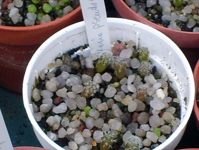 mammillaria pseudoperbella  