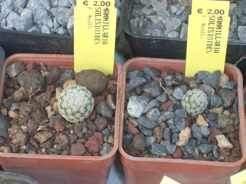 Mammillaria solisioides 