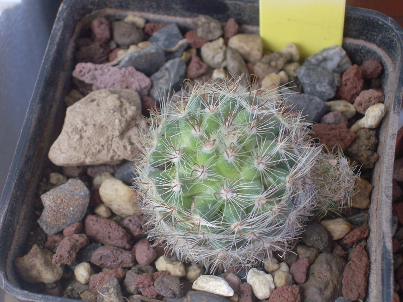 Mammillaria tepexicensis FO 177