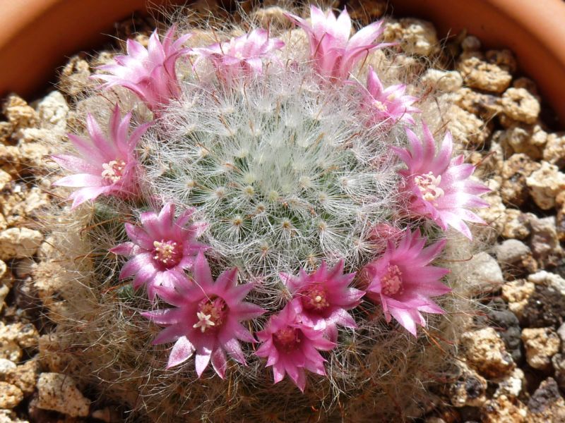 Mammillaria bocasana 