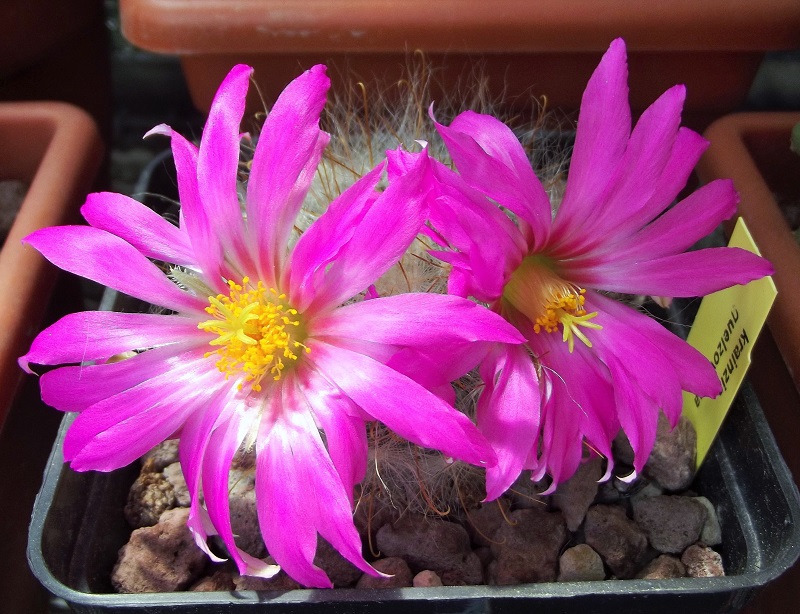 Mammillaria guelzowiana 