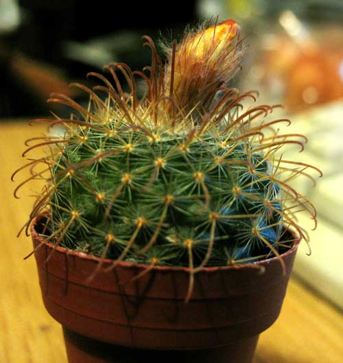 Parodia microsperma 