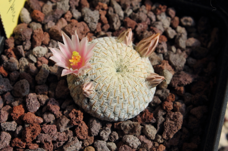 Mammillaria pectinifera 