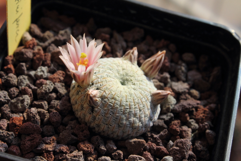 Mammillaria pectinifera 