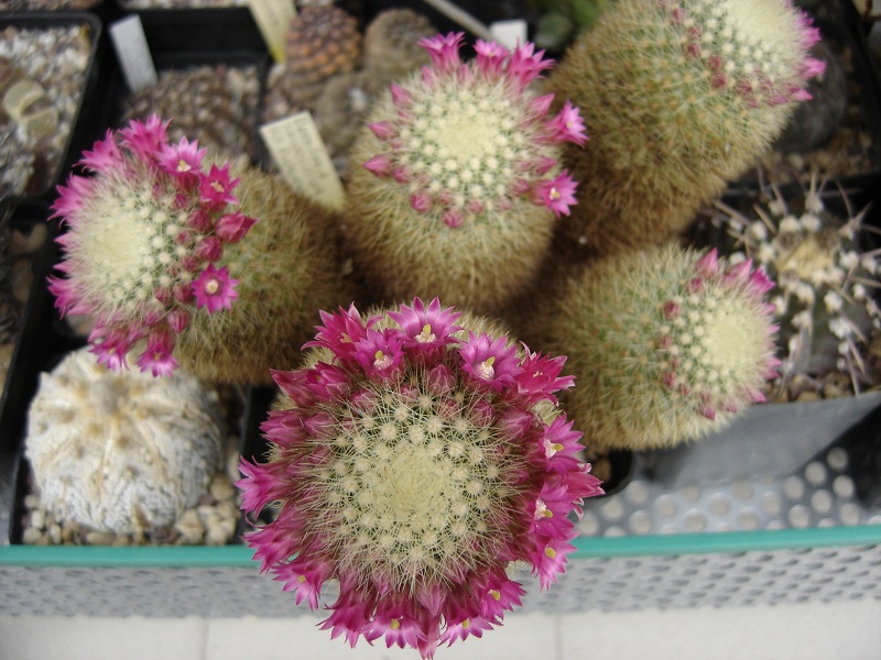 Mammillaria spinosissima 