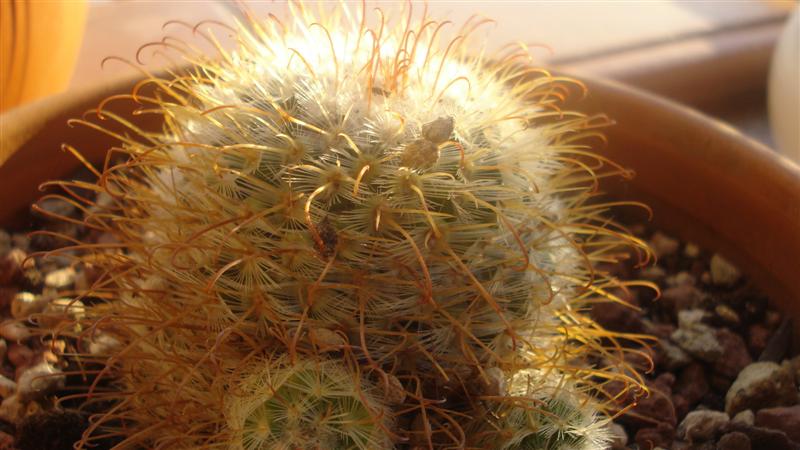 Mammillaria bombycina 