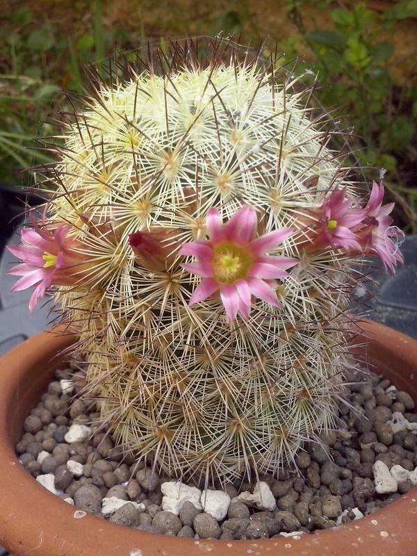Mammillaria microhelia 