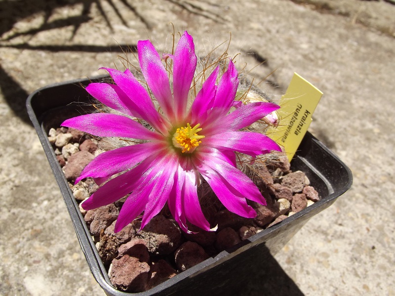 Mammillaria guelzowiana 