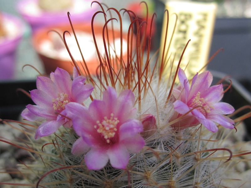 Mammillaria bombycina 