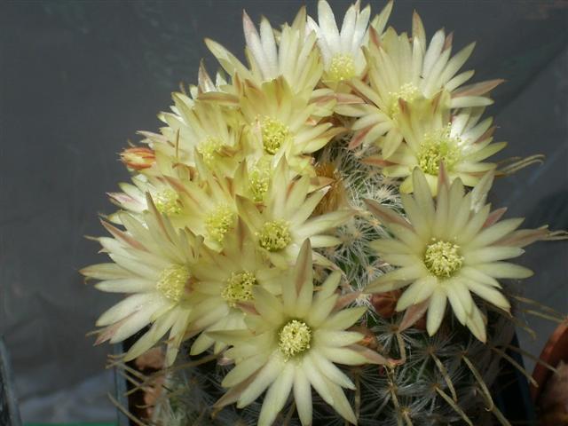 Mammillaria duwei 