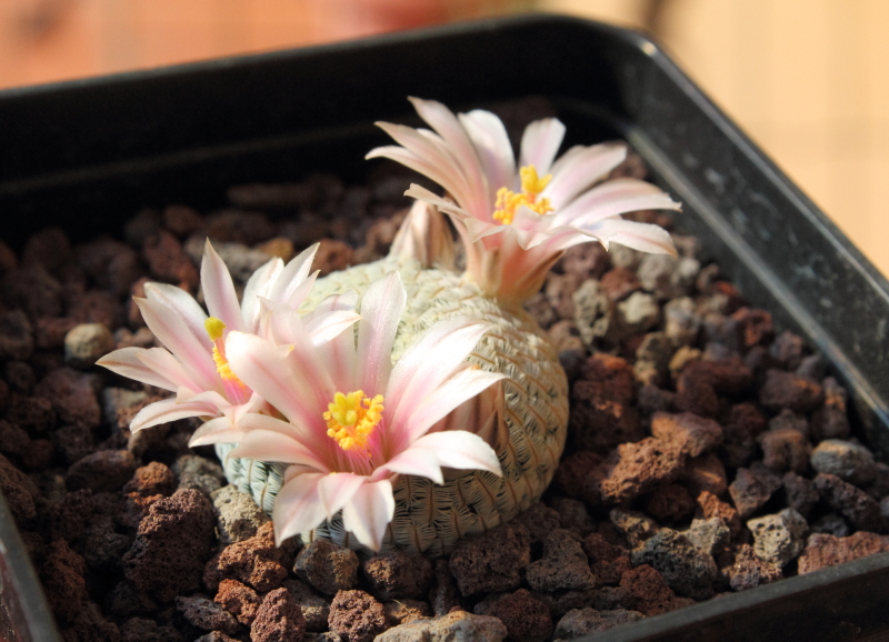 Mammillaria pectinifera 