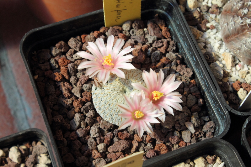 Mammillaria pectinifera 