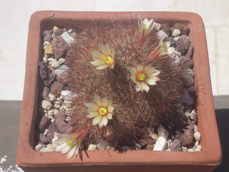 Mammillaria carretii 