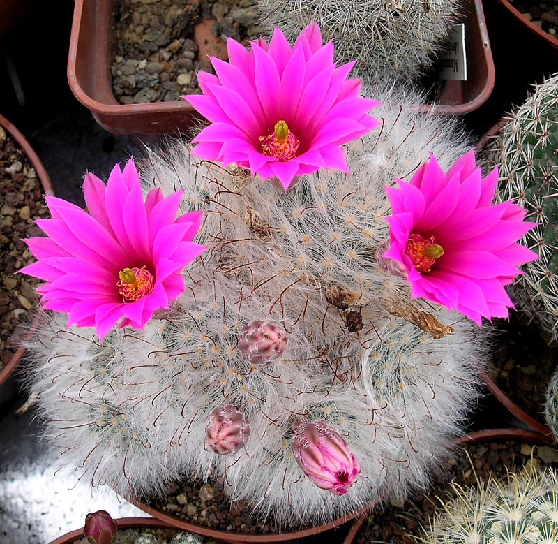 Mammillaria guelzowiana 