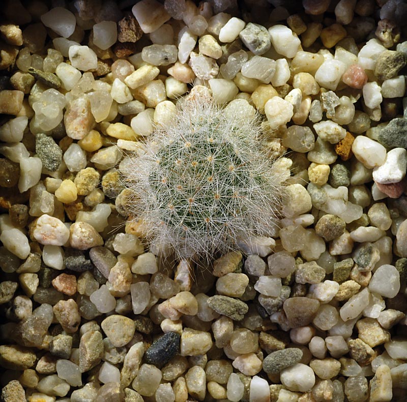 Mammillaria glassii 