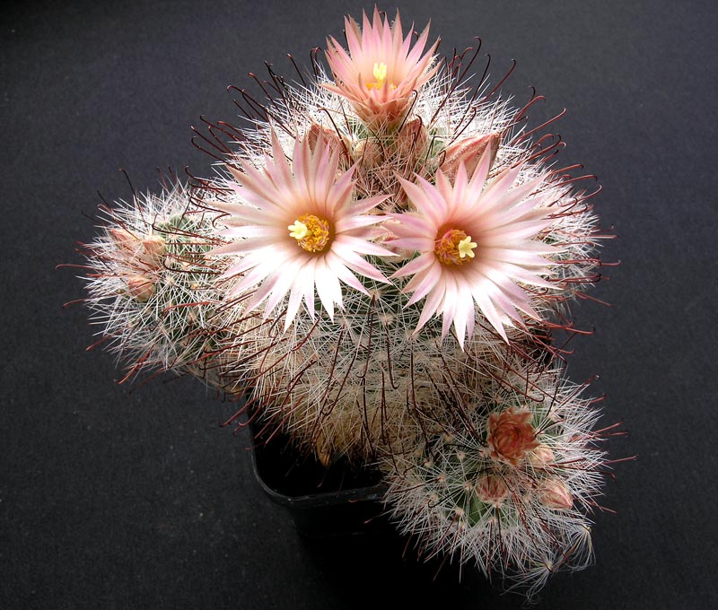 Mammillaria garessii 