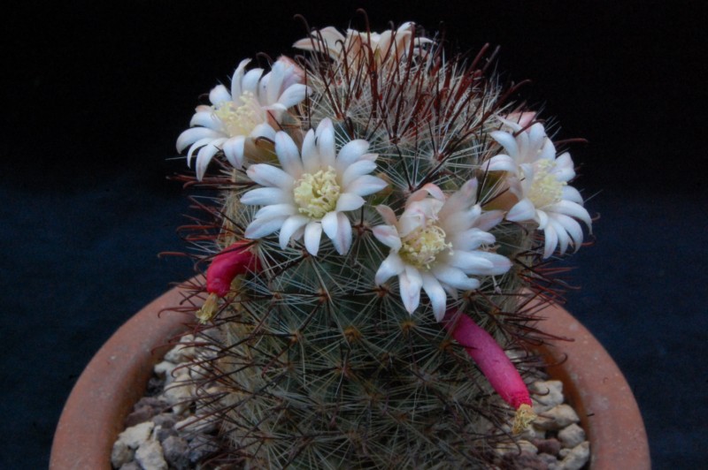 Mammillaria aff. gilensis 