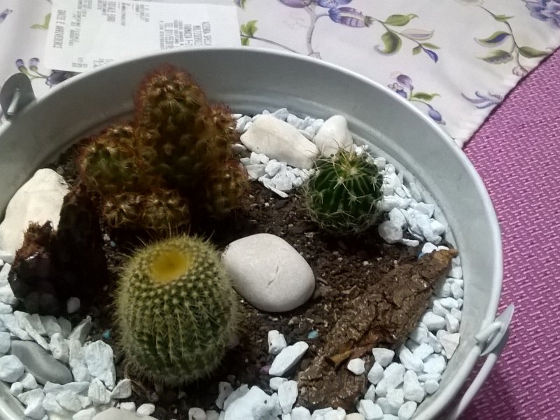  Mammillaria elongata-Echinocereus 