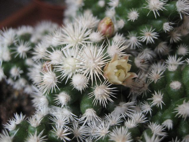 Mammillaria vetula ssp. gracilis cv. arizona snowcap 