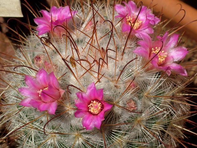 Mammillaria bombycina 