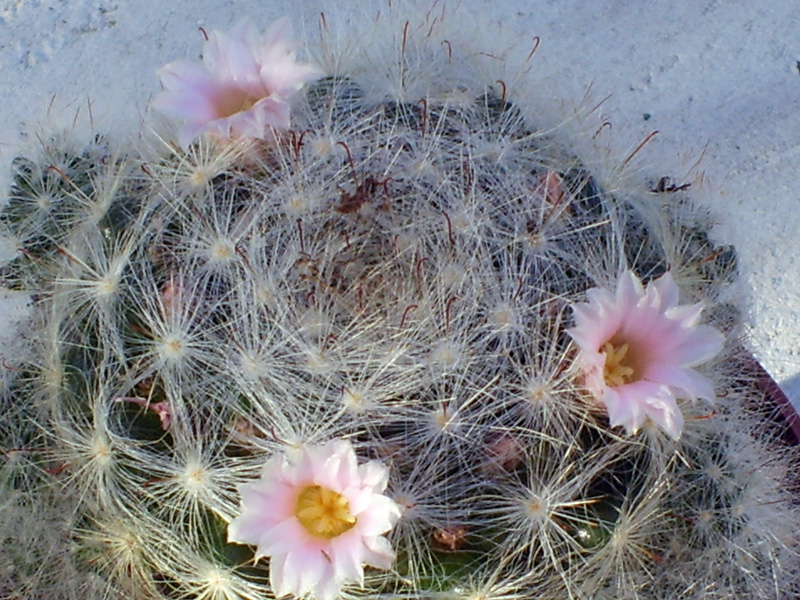 Mammillaria glassii 