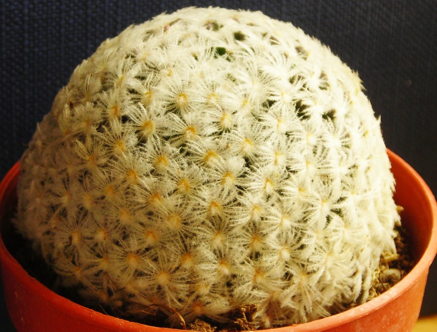 mammillaria  