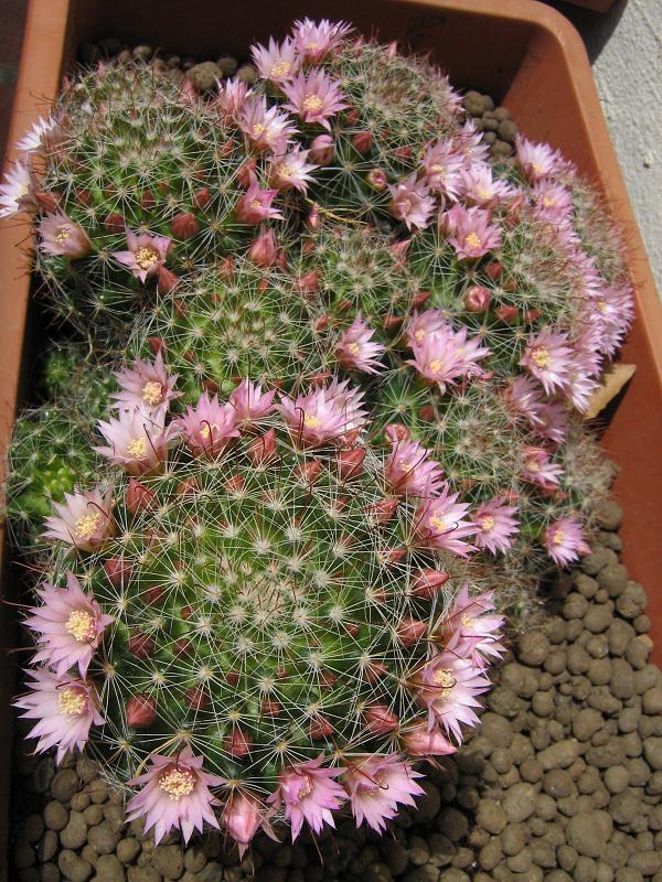 Mammillaria zeilmanniana 