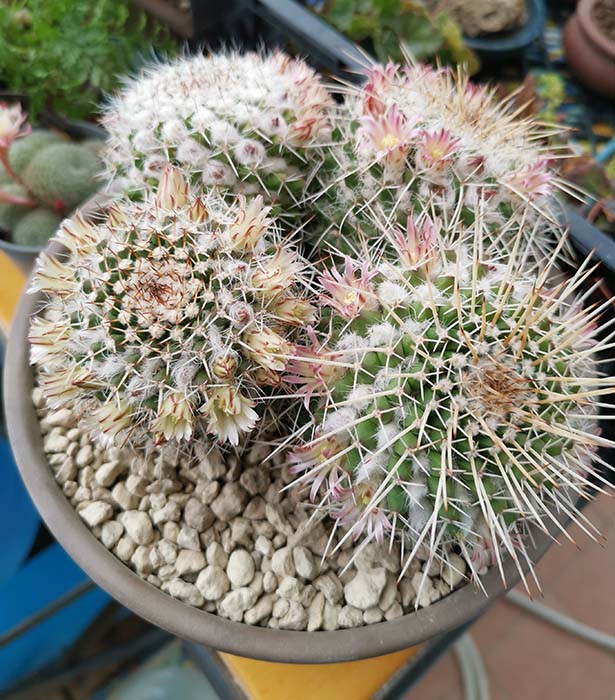 Mammillaria  