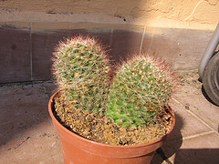 Mammillaria  
