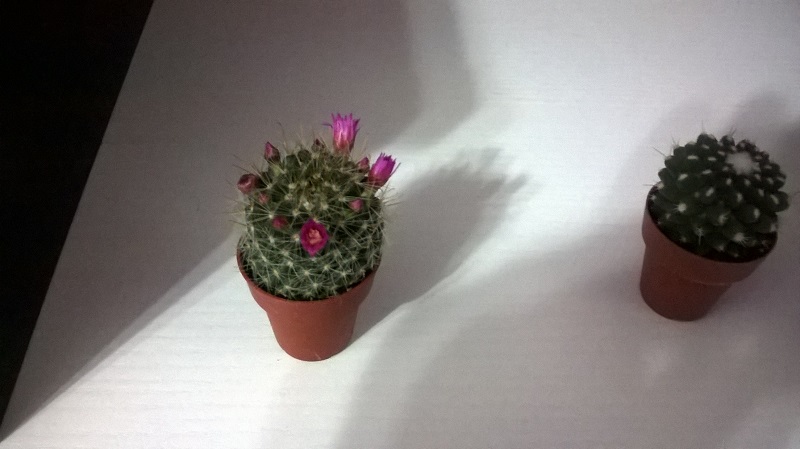  Mammillaria 