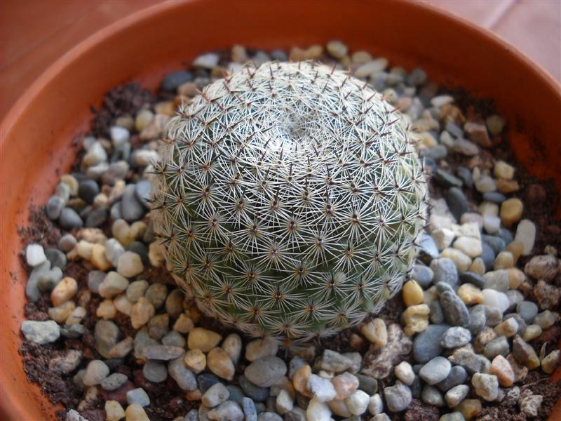 Mammillaria brauneana 