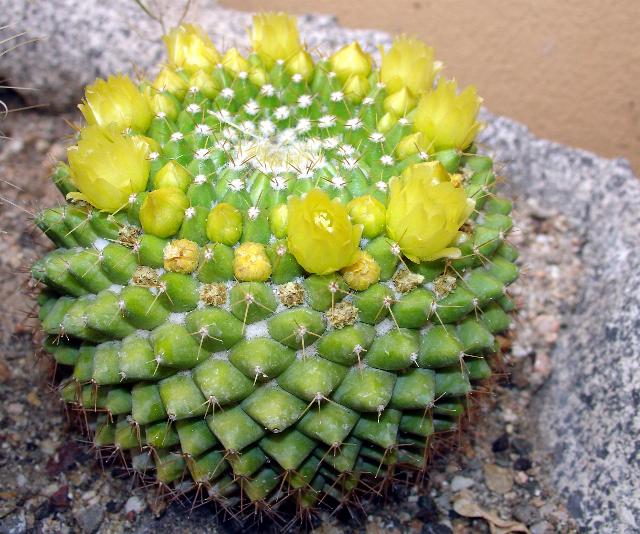 mammillaria  