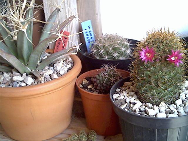 Mammillaria  