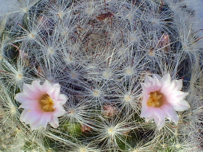 Mammillaria glassii 