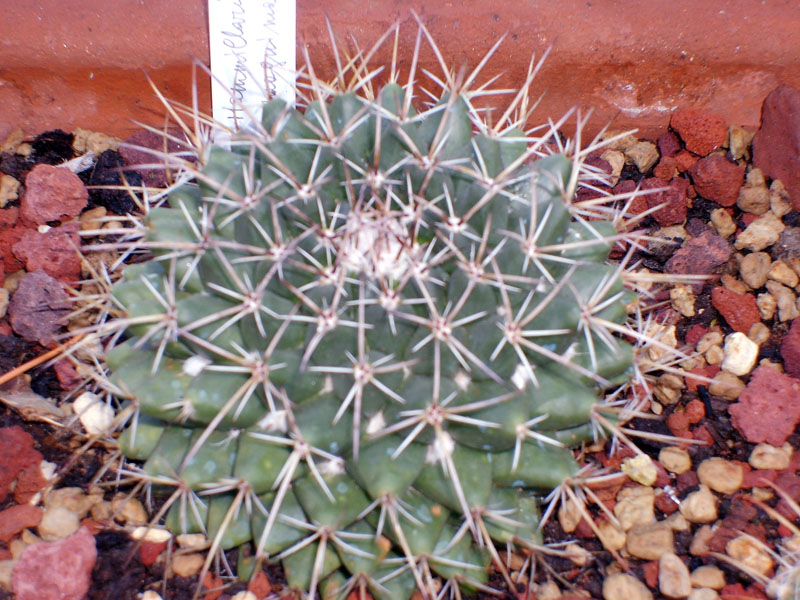 Mammillaria magnimamma 