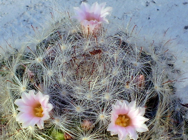 Mammillaria glassii 