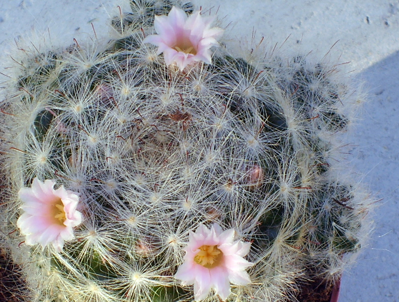 Mammillaria glassii 