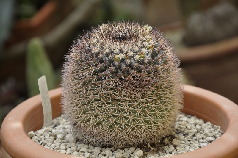 Mammillaria aff. bocensis ROG231