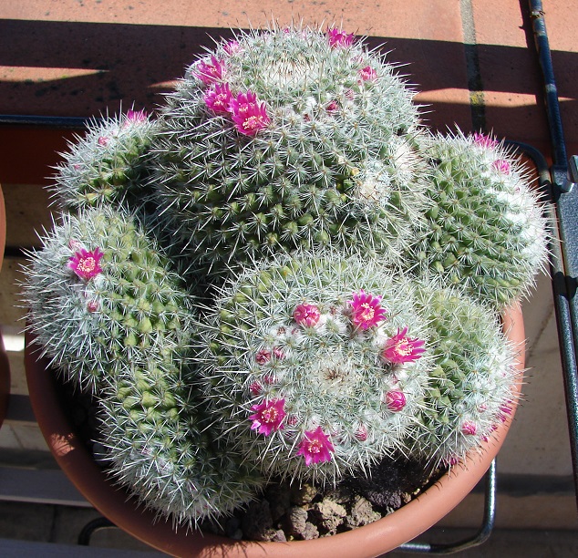 Mammillaria geminispina ssp. leucocentra 