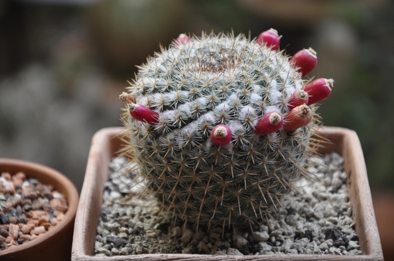 Mammillaria albata 