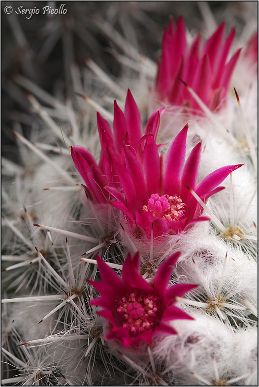 Mammillaria albata 