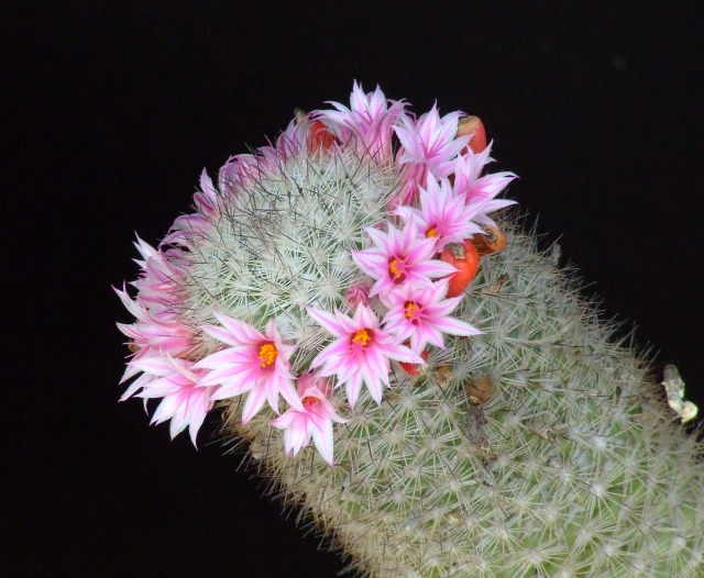 Mammillaria albicans 