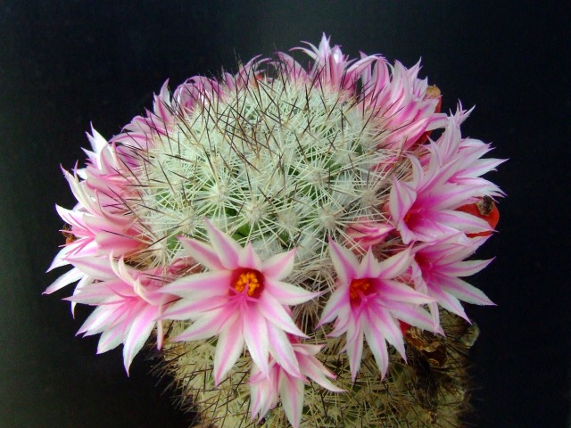 Mammillaria albicans 