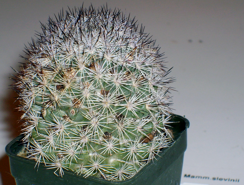 Mammillaria albicans f. slevinii 